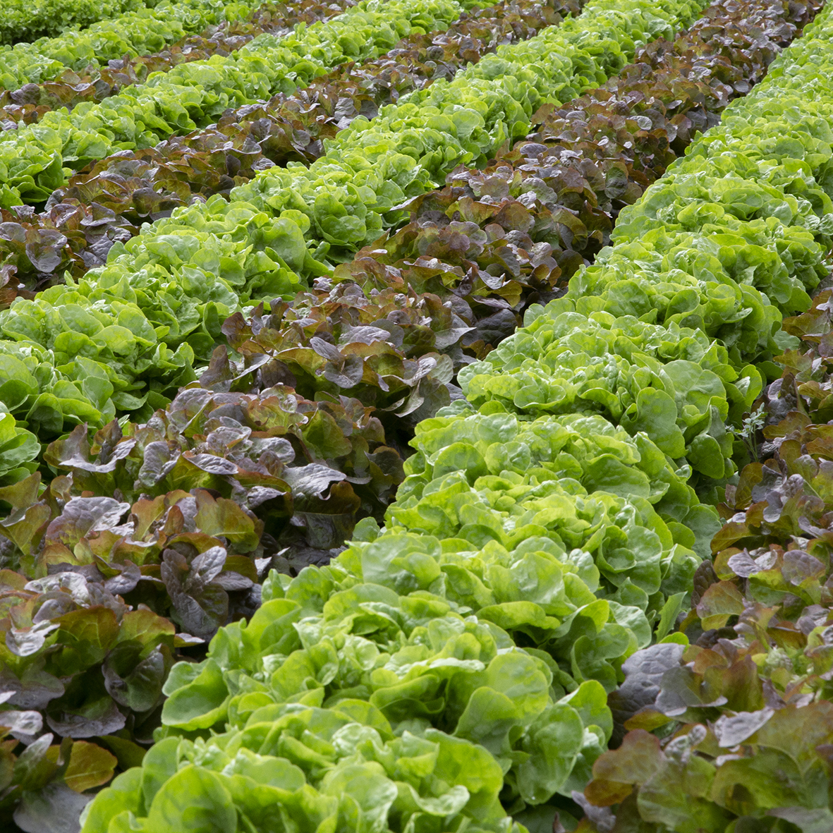 Kopfsalat_Feld_9697-quadrat